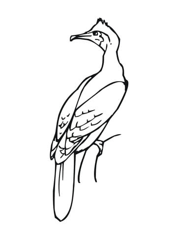 Cormorant Bird Coloring Page